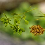 weiter zu - Bockshornklee – Wirkung und Anwendung