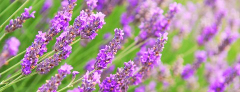 Lavendel: beruhigend bei Stress, erfrischend bei Abgeschlagenheit, ein ausgleichendes Öl; es soll ihr helfen, zur Ruhe zu kommen.