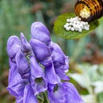 weiter zu - Aconitum Globuli