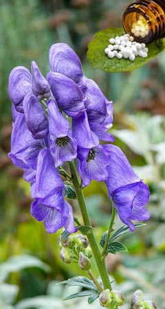 Aconitum Globuli - Wirkung und Anwendung in der Homöopathie