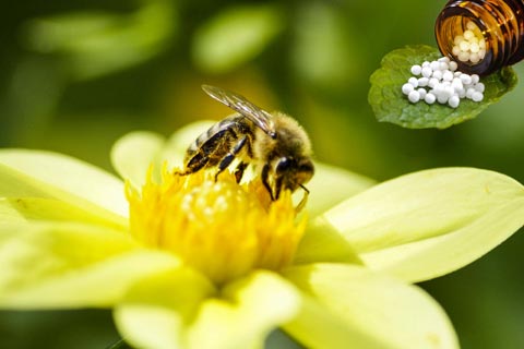 Apis Mellifica Globuli - Wirkung und Anwendung in der Homöopathie