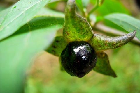 Belladonna Globuli- Wirkung und Anwendung in der Homöopathie