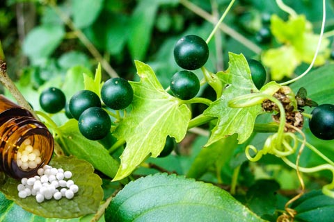 Bryonia Globuli - Wirkung und Anwendung in der Homöopathie