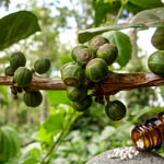 weiter zu - Coffea Globuli