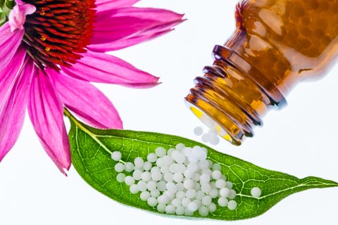 Echinacea Globuli – Wirkung und Anwendung in der Homöopathie