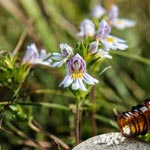 weiter zu - Euphrasia Globuli