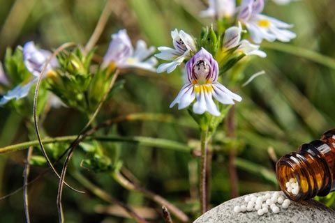 Euphrasia Globuli – Wirkung und Anwendung in der Homöopathie