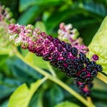 weiter zu - Phytolacca Globuli