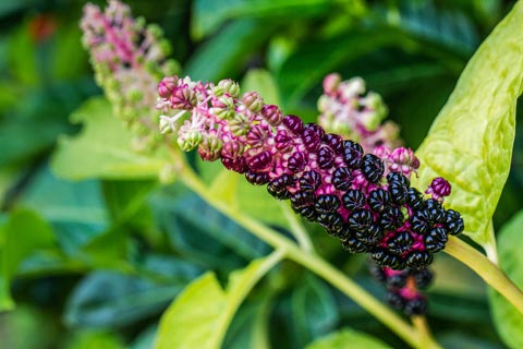 Phytolacca Globuli – Wirkung und Anwendung in der Homöopathie