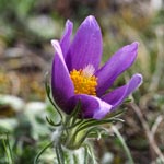 weiter zu - Pulsatilla Globuli