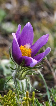 Pulsatilla Globuli – Wirkung und Anwendung in der Homöopathie