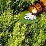 weiter zu - Thuja Globuli