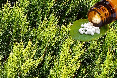 Thuja Globuli – Wirkung und Anwendung in der Homöopathie