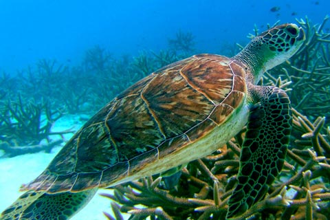 Die ABC-Insel Bonaire ist ein Taucherpardies