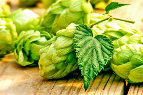 Hopfen Wirkung und Hopfen Anwendung