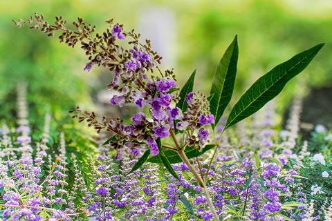 Was ist Mönchspfeffer bzw. Agnus castus?