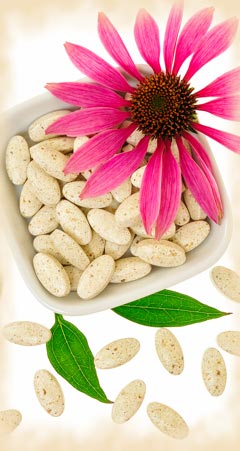 Echinacea – Wirkung und Anwendung