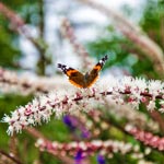 weiter zu - Traubensilberkerze - Wirkung, Anwendung, Dosierung und Nebenwirkungen
