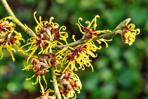 Hamamelis Wirkung und Hamamelis Anwendung