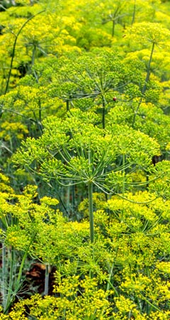 Fenchel Wirkung und Fenchel Anwendung