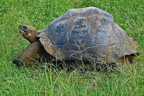 Elefantenschildkröte