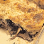 weiter zu italienische Rezepte - Wildpilz-Lasagne