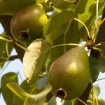 weiter zu Obst und Gemüse Sorten - Birnen