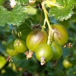 weiter zu Obst- und Gemüse Sorten - Stachelbeeren