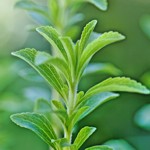 weiter zu - Stevia Pflanze