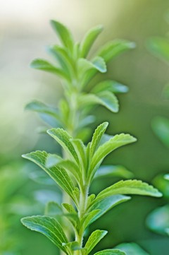 Die Stevia Pflanze