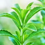 weiter zu - Stevia Pflanzen kaufen