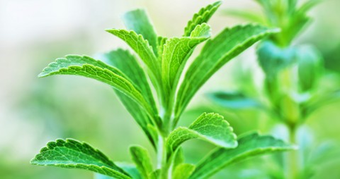 Stevia Pflanzen kaufen und der Stevia Anbau