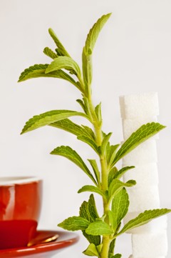 Ist Stevia wie Zucker?