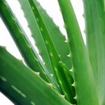 Aloe Vera Gesundheit