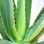 Aloe Vera Nahrungsergänzung