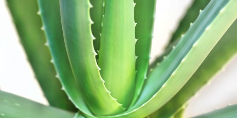 Aloe Vera als Nahrungsergänzung eingenommen wirkt sich bei vielerlei Beschwerden äußerst positiv auf die Gesundheit aus.