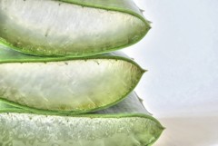 Aloe Vera - Gesundheit - Die Heilpflanze Aloe Vera - Aloe Vera Gel