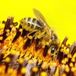 Propolis und seine Wirkung