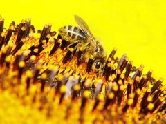 Propolis: Die Wirkung von Propolis