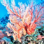 weiter zu natürliche Mineralstoffe - Sango Korallen