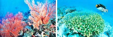 Sango Korallen beugen Kalzium Mangel und Magnesium Mangel vor