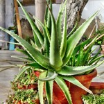 Was ist Aloe Vera?