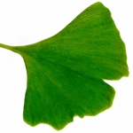 weiter zu - Ginkgo Blatt und seine Bedeutung