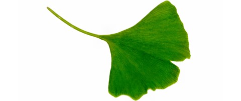 Das Ginkgo Blatt und seine Bedeutung