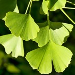 weiter zu - Ginkgo Nebenwirkungen