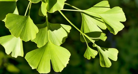 Hat Ginkgo Nebenwirkungen?