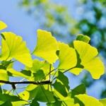 weiter zu - Was ist Ginkgo