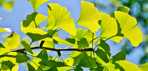 Was ist Ginkgo?