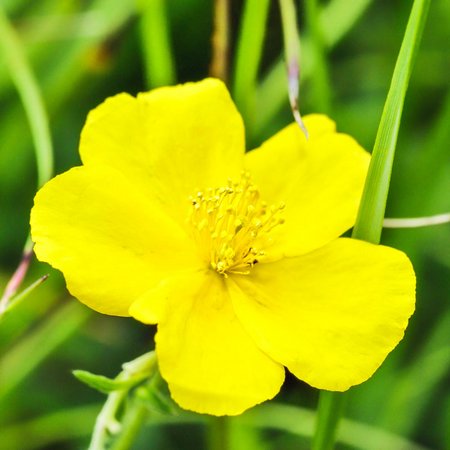 Rock Rose – Bachblüte Nr. 26