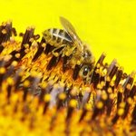 weiter zu Bienenprodukte - Gelee Royal für mehr Energie